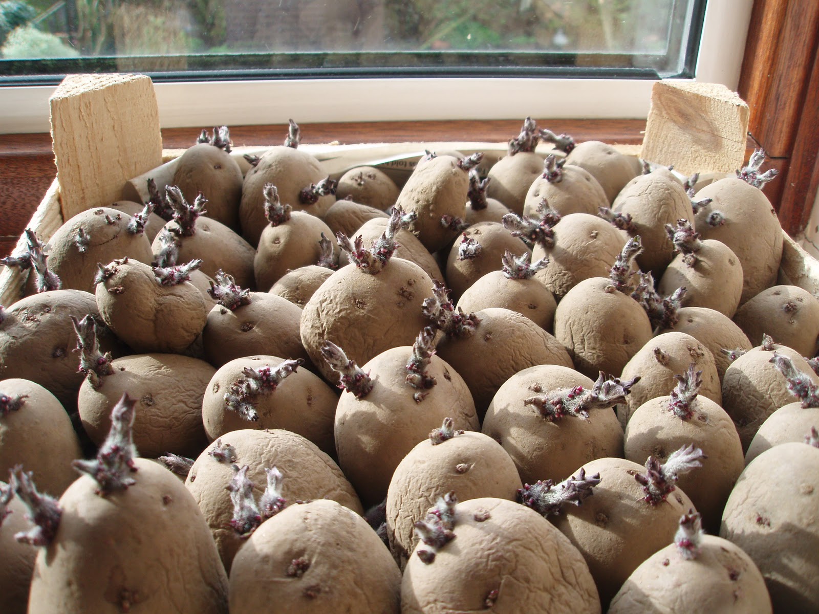 Проращивание картофеля для посадки в домашних условиях. Семенной картофель яровизация. Яровизация клубней картофеля. Аэривизация картофеля. Подготовка клубней картофеля к посадке.