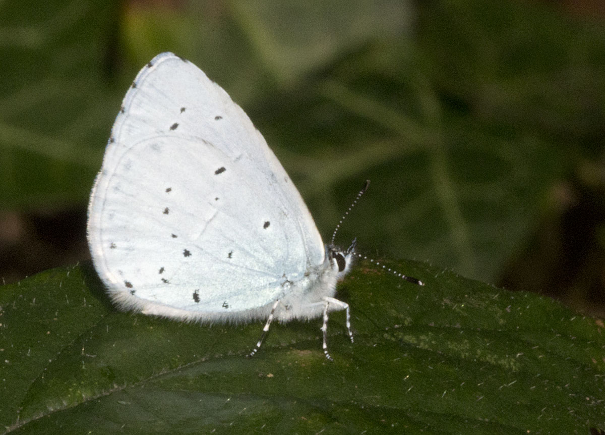 Holly Blue Naturally