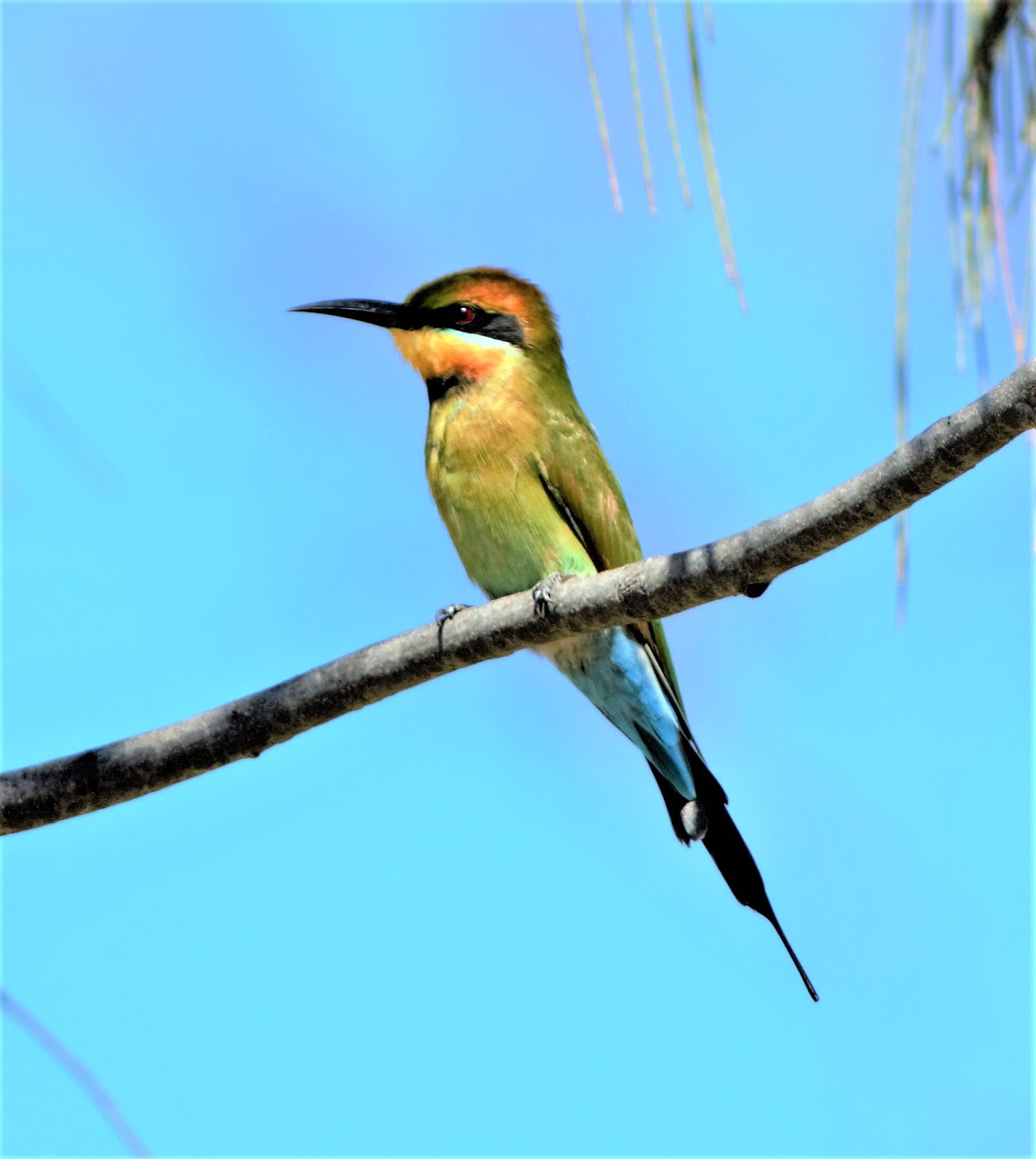 sunshinecoastbirds Hervey Bay & Boonooroo 2017