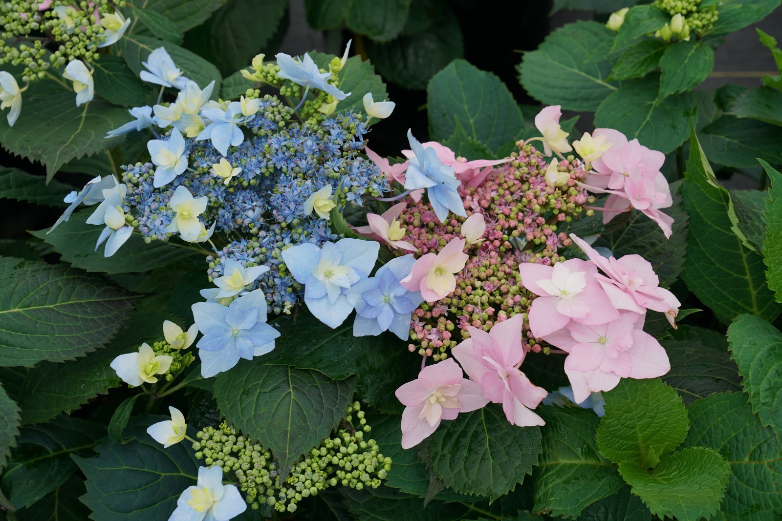 Proven Winners Colorchoice Plant Of The Week Plant Of The Week