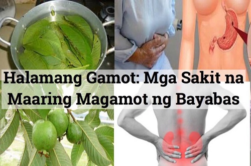 Halamang Gamot Mga Sakit Na Maaring Magamot Ng Bayabas