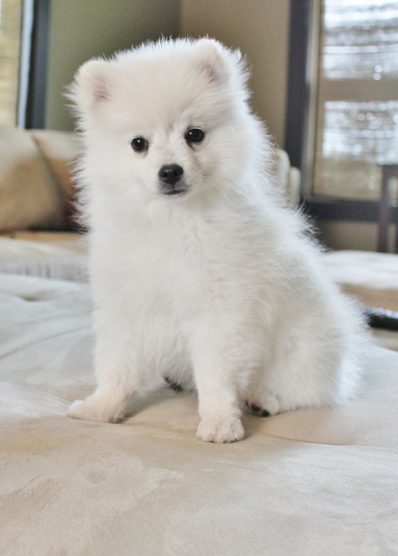 American Eskimo Dog HDWalle