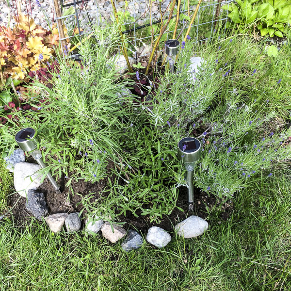 lavendel, lavender lavendel, lavender
