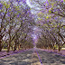 Pakistan Forest, landscape, Nature