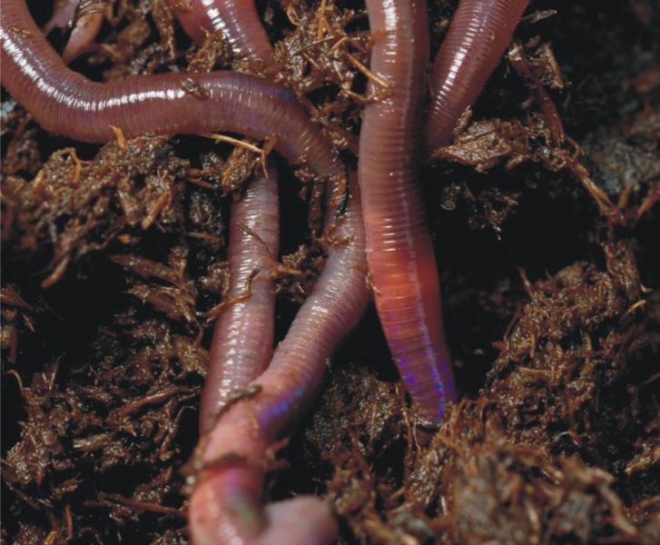 Review The Business Worms: African nightcrawlers Worms