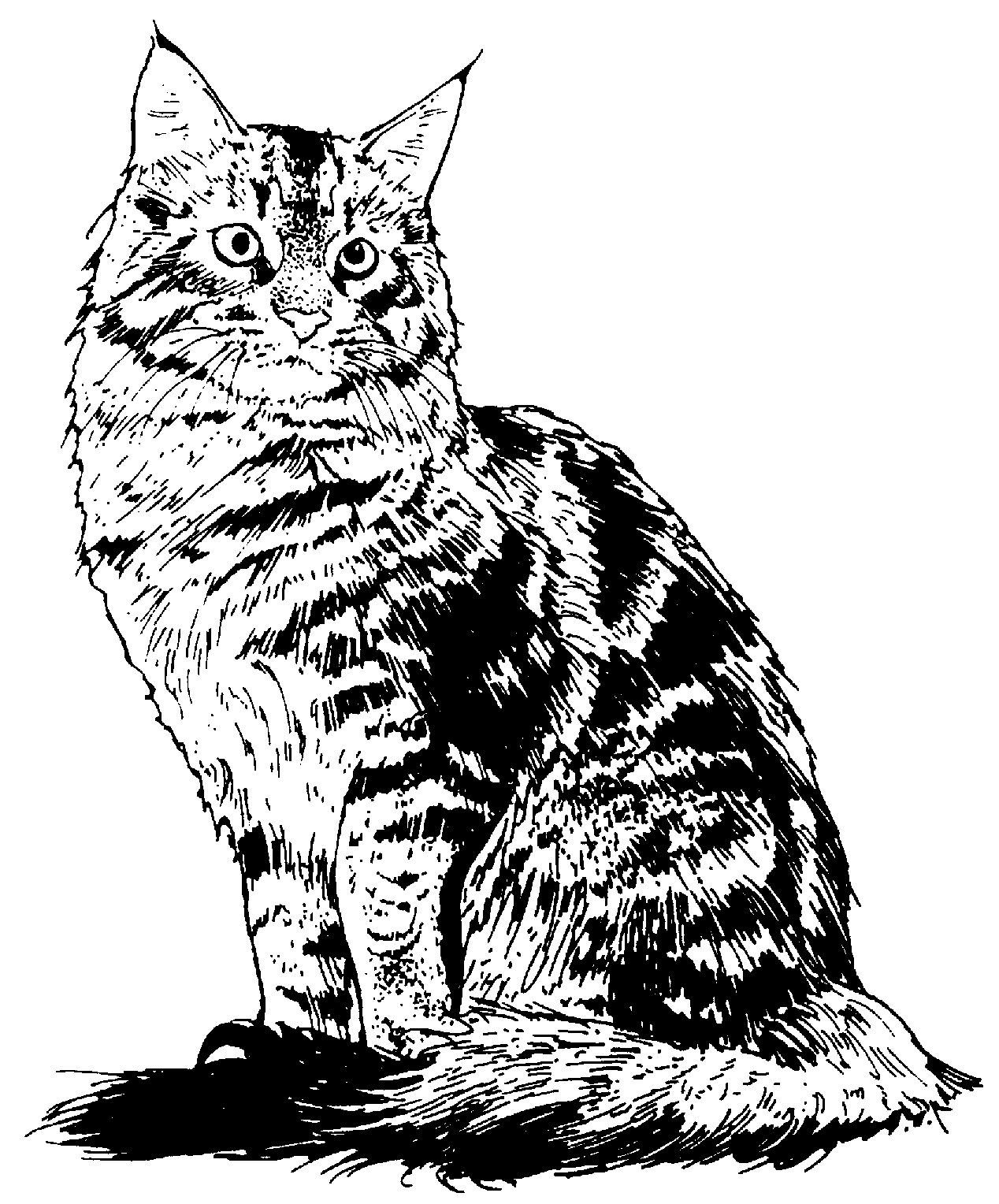 Sisters' Warehouse: Black and white Cats