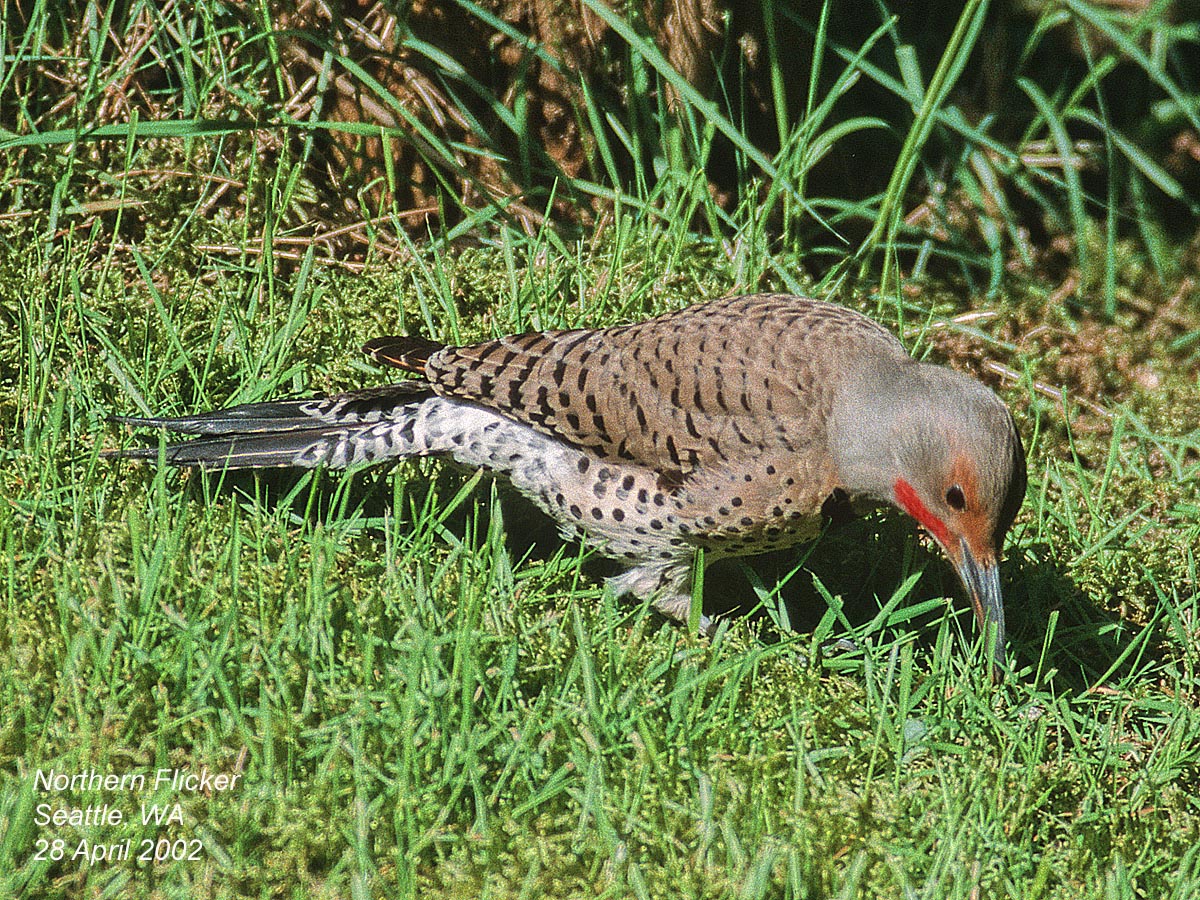 Northwest Nature Notes THE ANTEATING WOODPECKER