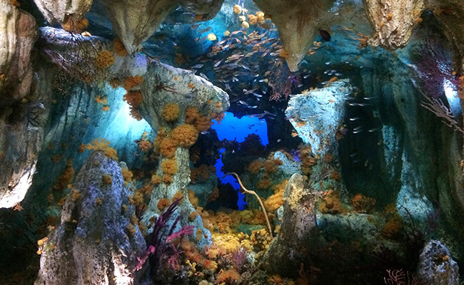 aquarium1