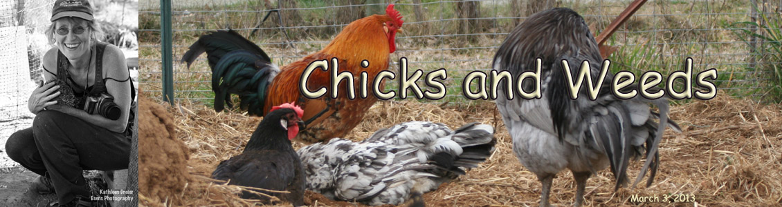 Chicks and Weeds