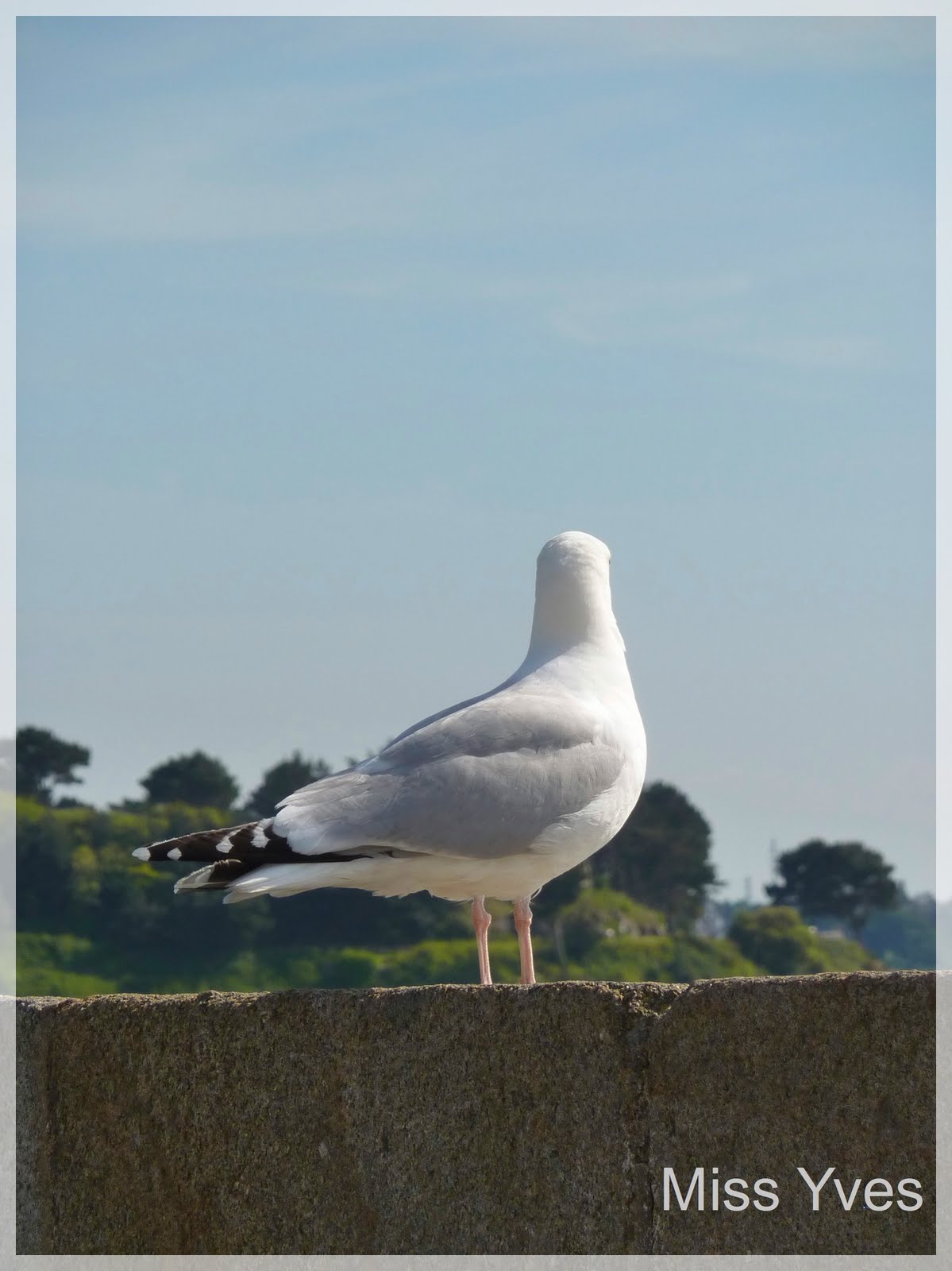 Gratuit [78+] Proverbe Breton Quand Le Goeland CitePage