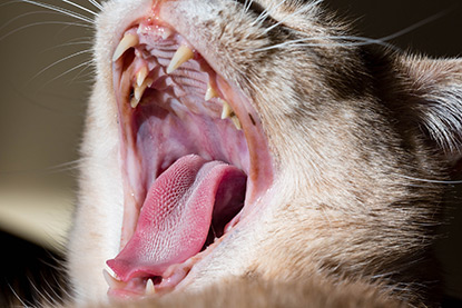 Meow! Blog | Cats Protection: 'Is drooling a sign of ...