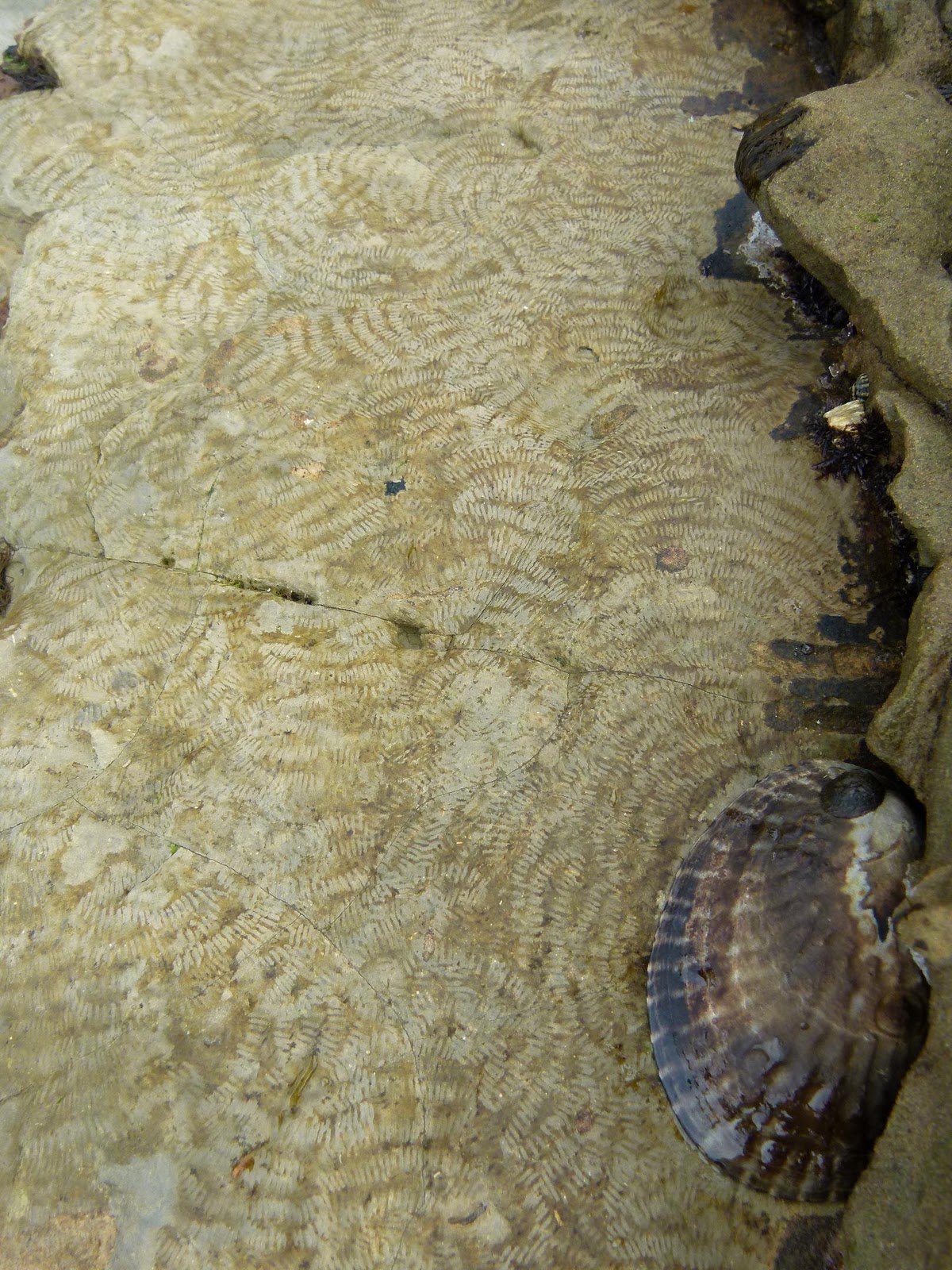 Here and There Cabrillo Tide Pools