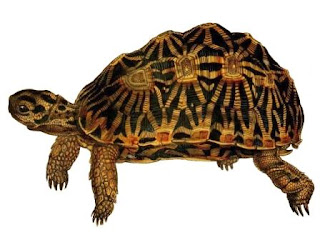 Kura - Kura Geometric Binatang Atau Hewan Langka Di Dunia Yang Terancam Punah