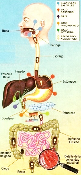 Proceso de la Digestión Dibujo del sistema digestivo a colores para niños
