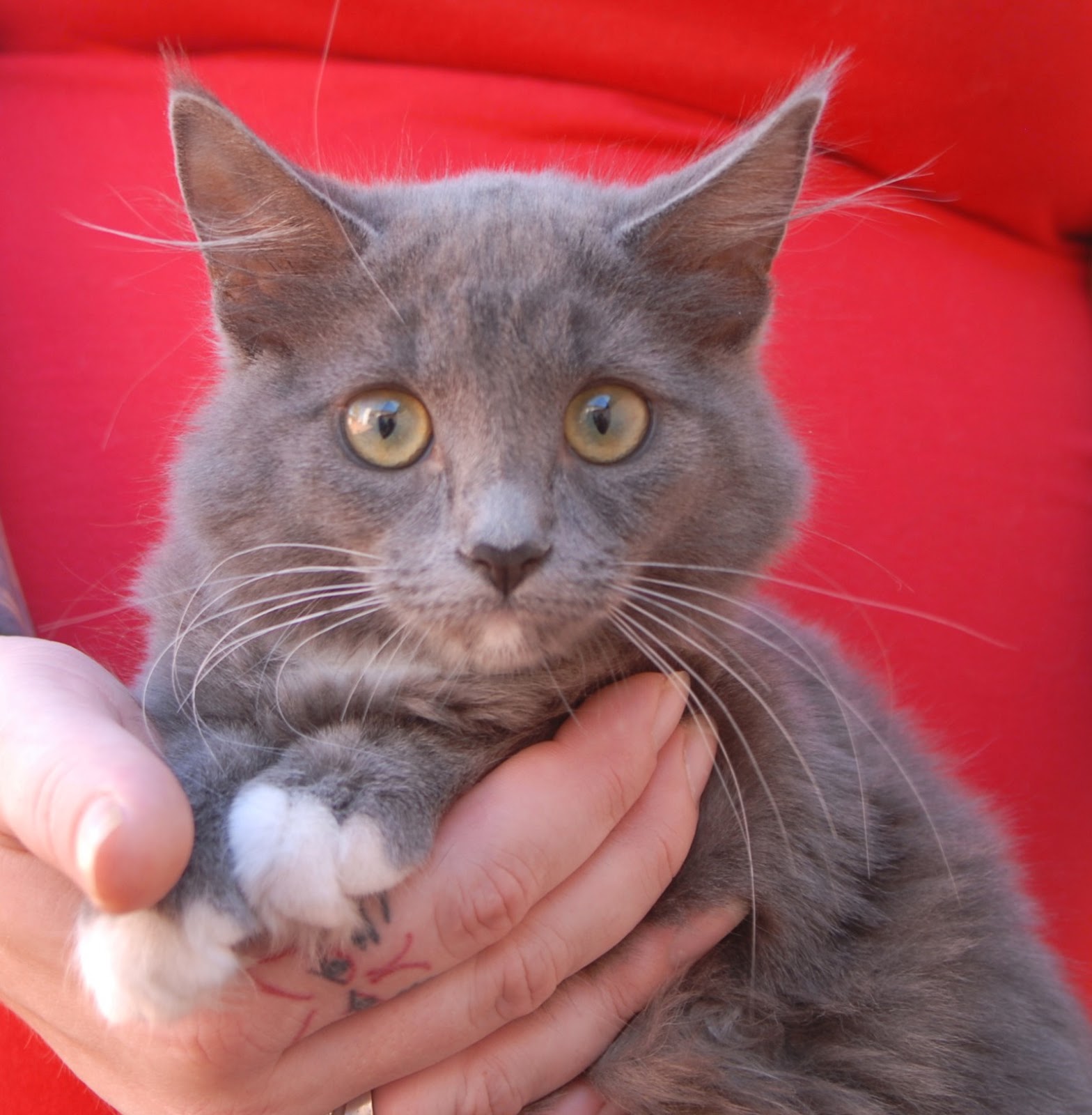 40 rescued kittens ready for adoption!