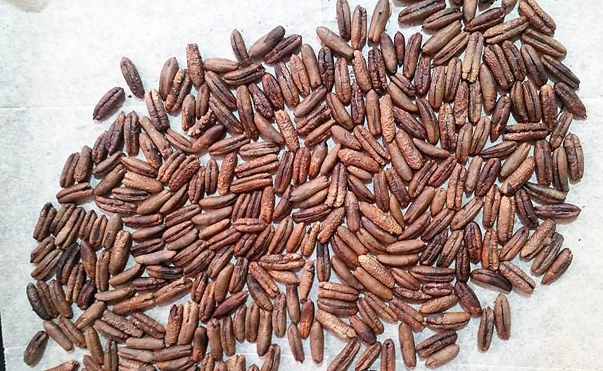 Homemade Date Seed Coffee Substitute Recipe and Instructions