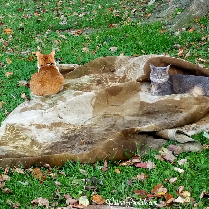 Carma Poodale WW Magic Carpet