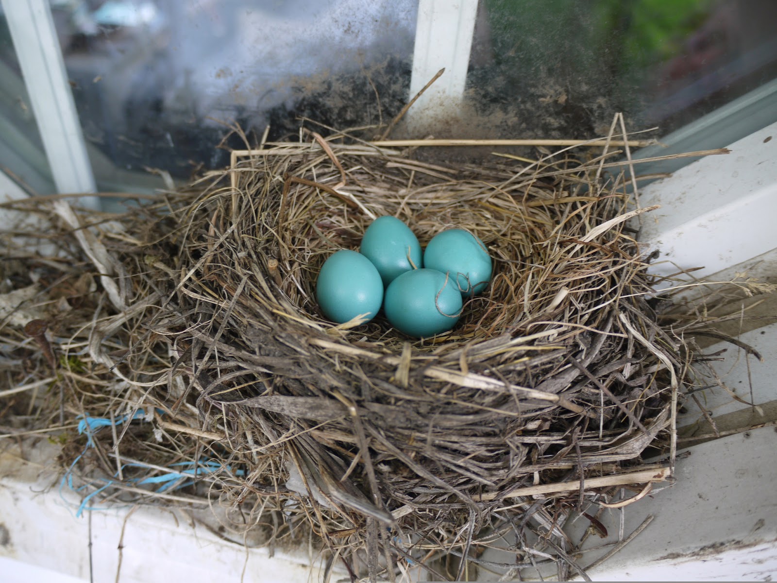 robin's nest clip art - photo #32