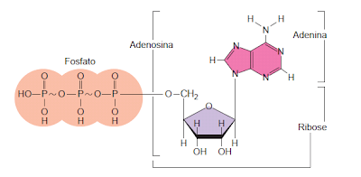 Formula estrutural do Trifosfato de adenosina (ATP) Formula estrutural do Trifosfato de adenosina (ATP)