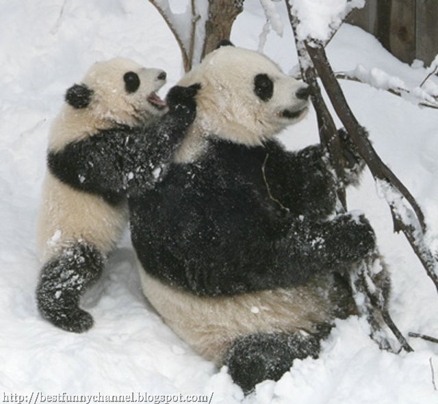 Pandas in the snow.