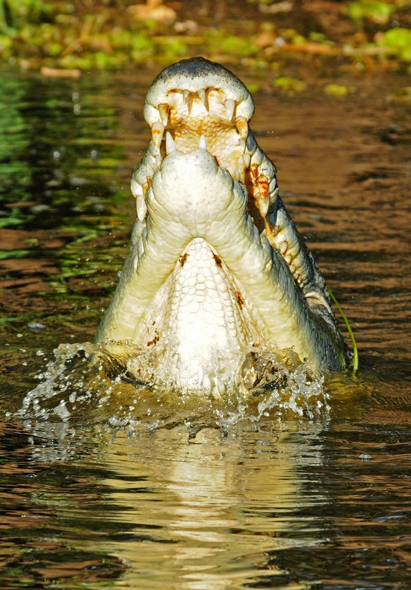 Kakadu National Park, Alligator Rivers Region, Northern Territory Salt water Crocodile - Kakadu National Park, Australia