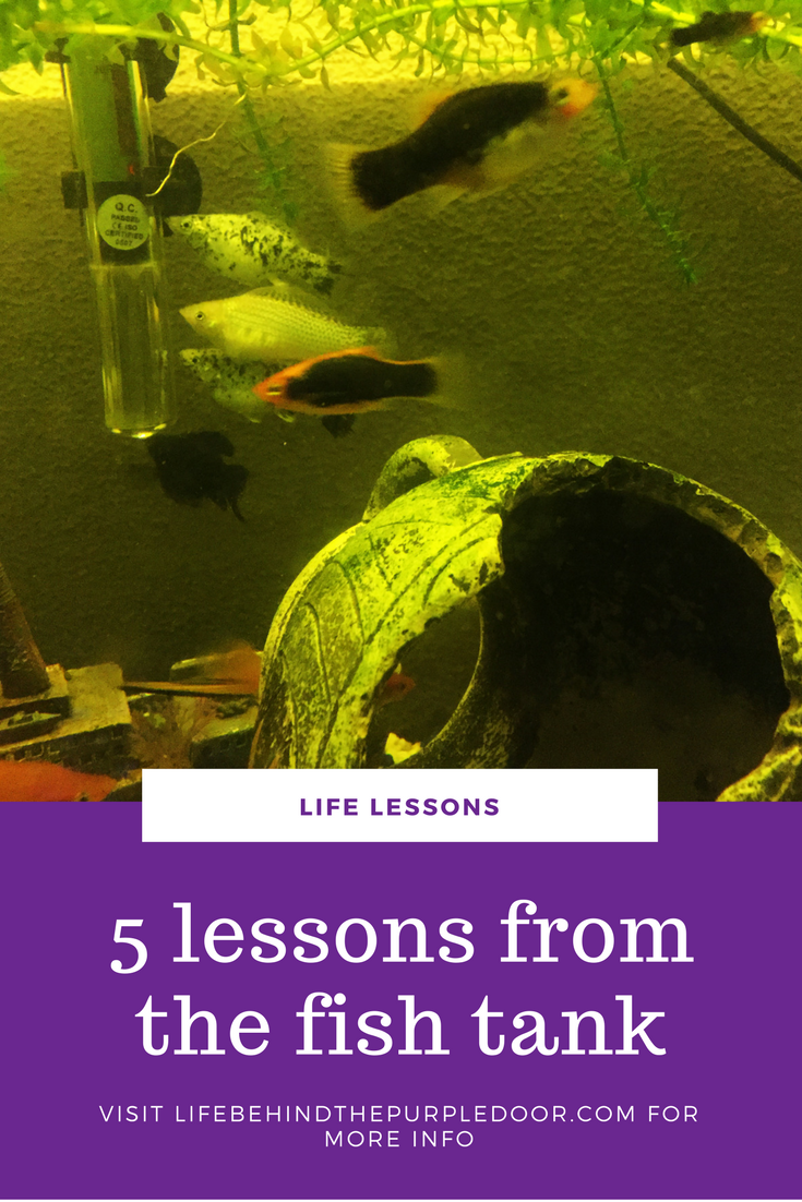 Lessons from the fish tank Life Behind The Purple Door