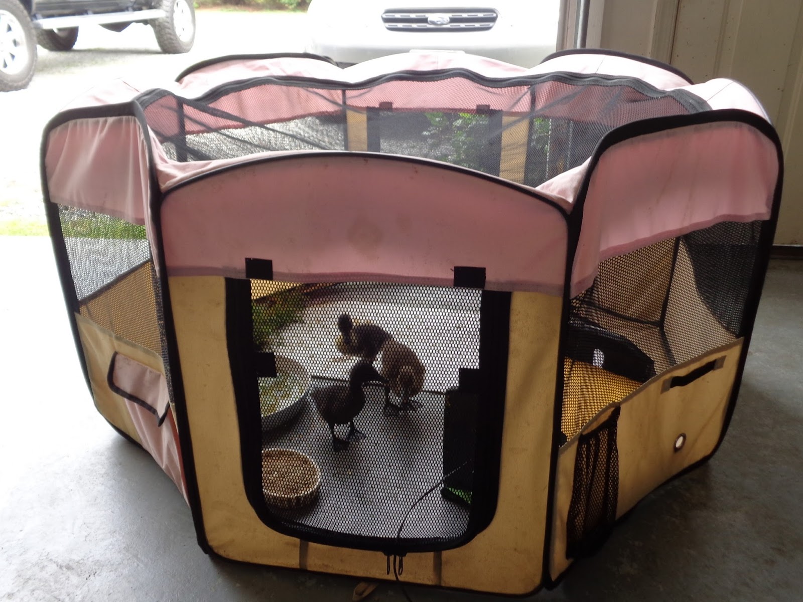 Seven Homemade Chick Brooders Fresh Eggs Daily® with Lisa Steele