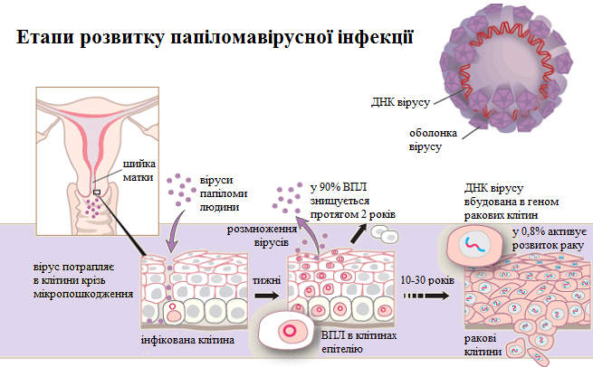 Купить Лисички био-чистка в Оргееве - цена: 0 леи в аптеке Аптека Нова