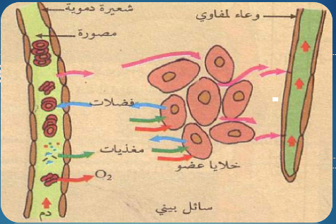 الدم واللمف والسائل البيني