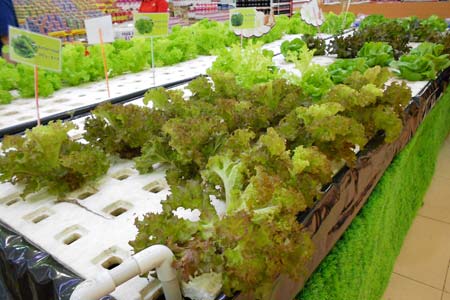 A Vegetable Garden Inside a Supermarket | The Creativity Window
