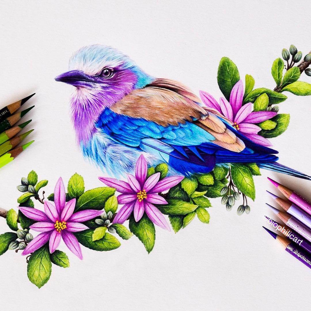 02-Lilac-Breasted-Roller-Sallyann-Realistic-Animal-Pencil-Drawings-www-designstack-co