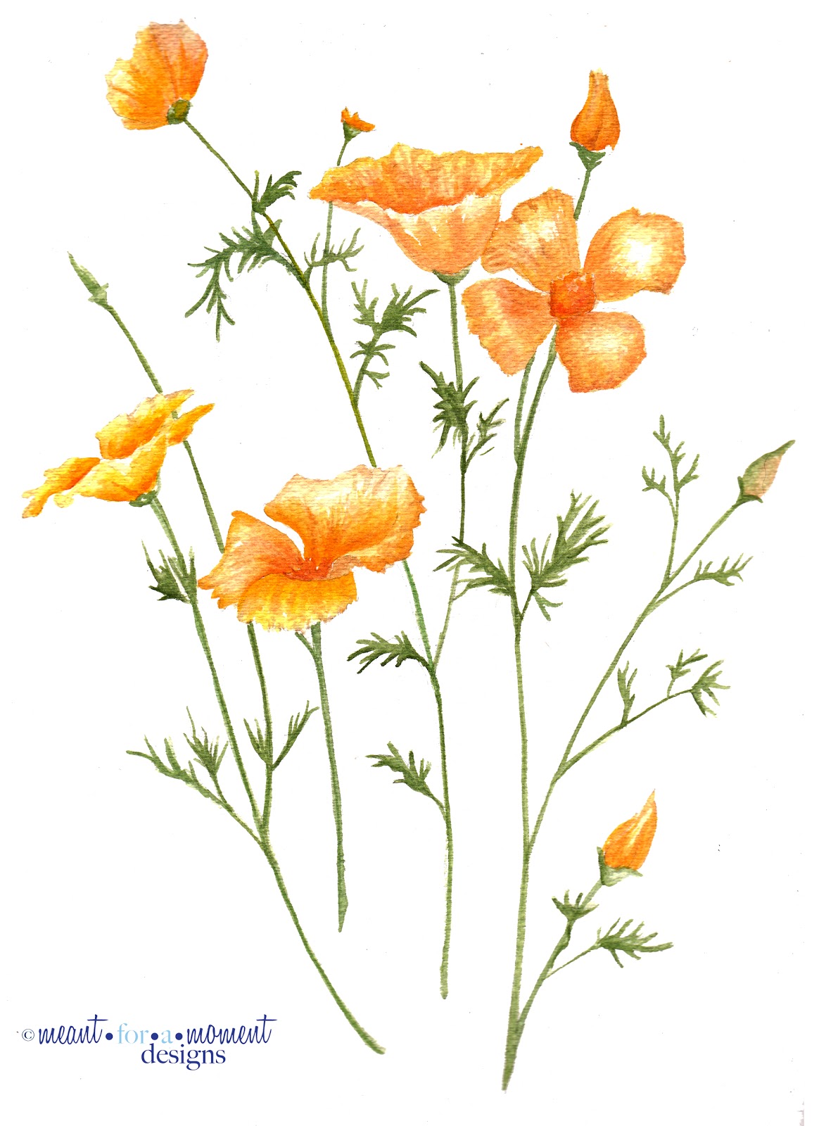 Meant For A Moment Designs California Poppies Watercolor