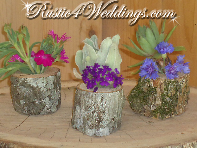 Air Plant Holders | Succulent Plant Holders | Hens And Chicks Planter - Succulent Containers