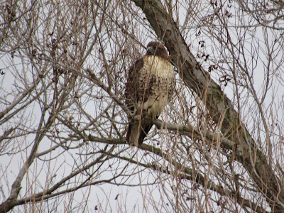 Sacramento National Wildlife Refuge