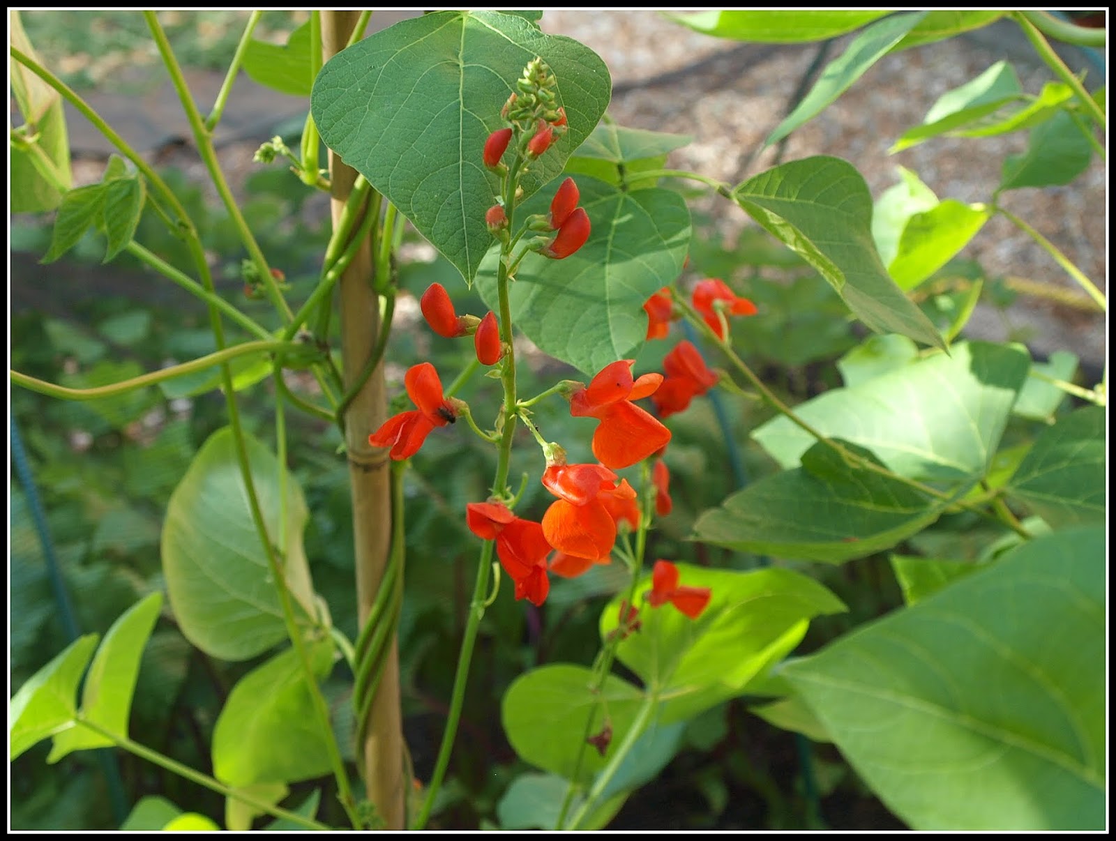 Mark's Veg Plot Runner Beans