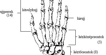 a kéz csontjai és ízületei fájnak