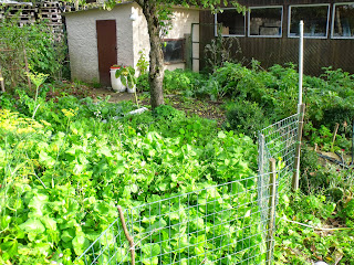 der Gemüsegarten, links Gründung Ölrettich (c) by Joachim Wenk der Gemüsegarten, links Gründung Ölrettich (c) by Joachim Wenk