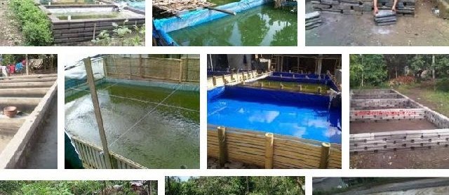 Baca ini Syarat Budidaya Ikan Nila, Lele, Mas, Patin, Bawal, Agar Berhasil
