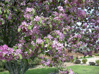 blossoming crabapple tree blossoming crabapple tree