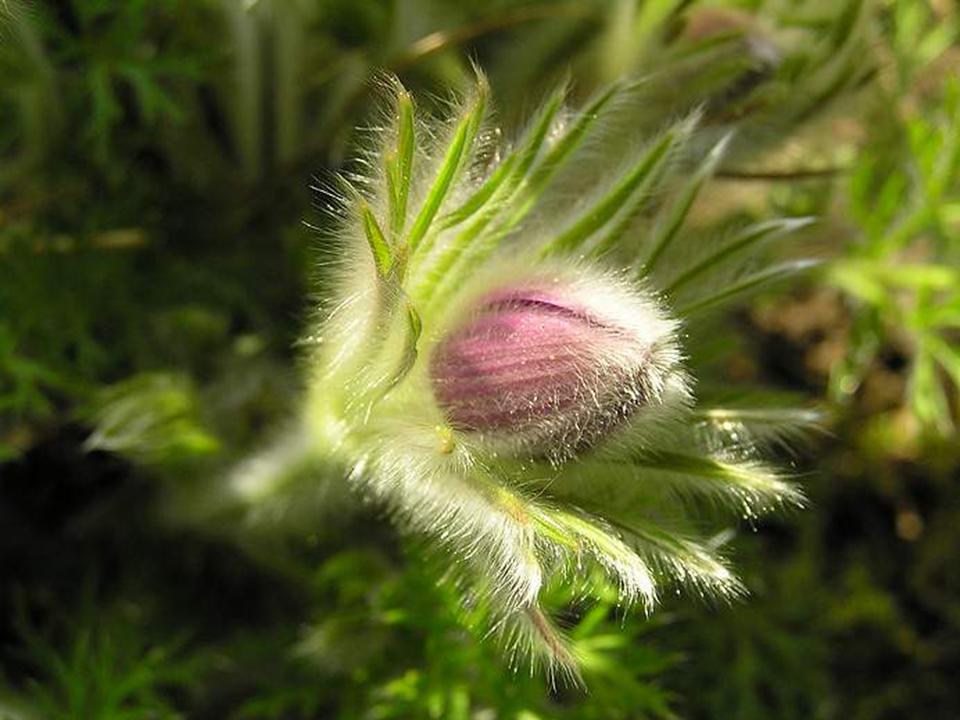 worldimage4u beautiful flowers around the world