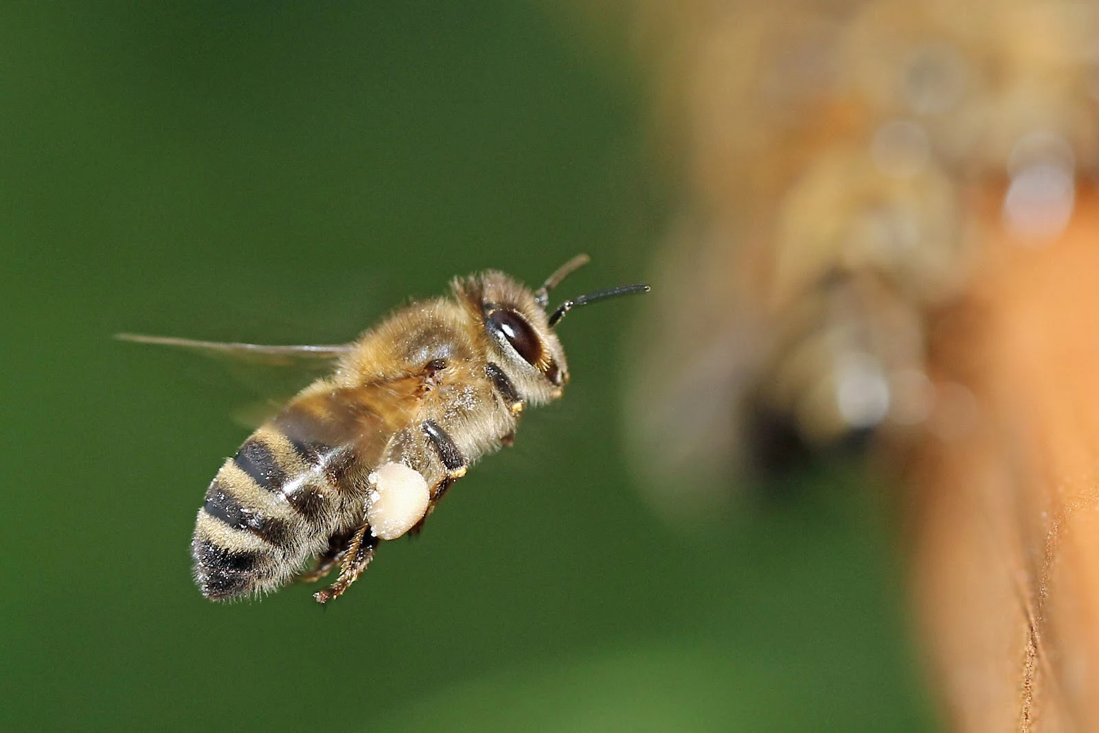 飛翔する一匹の蜜蜂