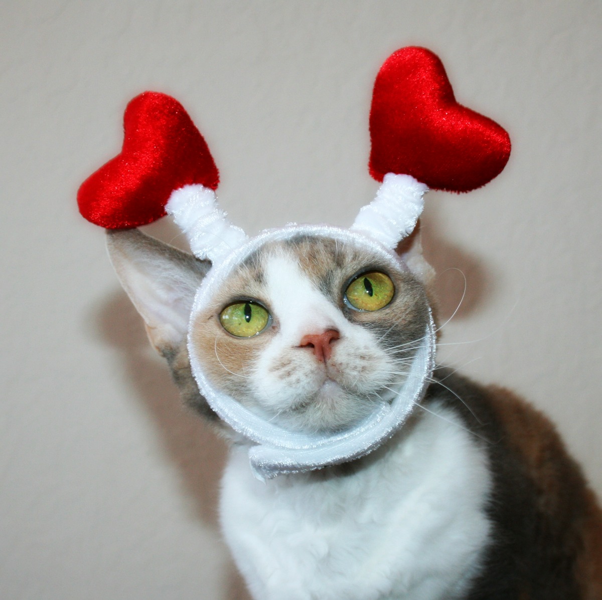 Daisy the Curly Cat Valentine's Day Headgear