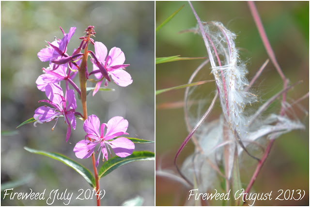The Porch Postscript: Life Snapshot - Week 1