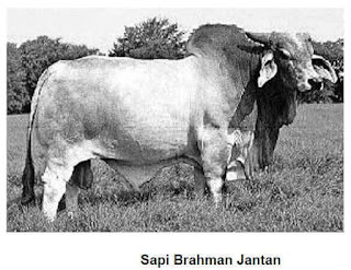 Jenis Sapi Brahman, Ciri dan Karakteristiknya