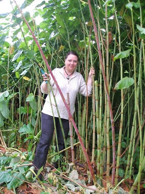 sakhalin bamboo