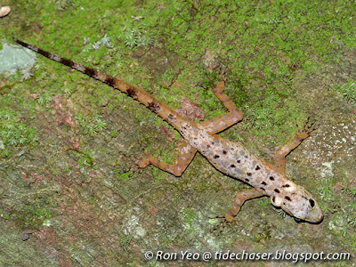 Kendall's Rock Gecko (Cnemaspis kendallii)
