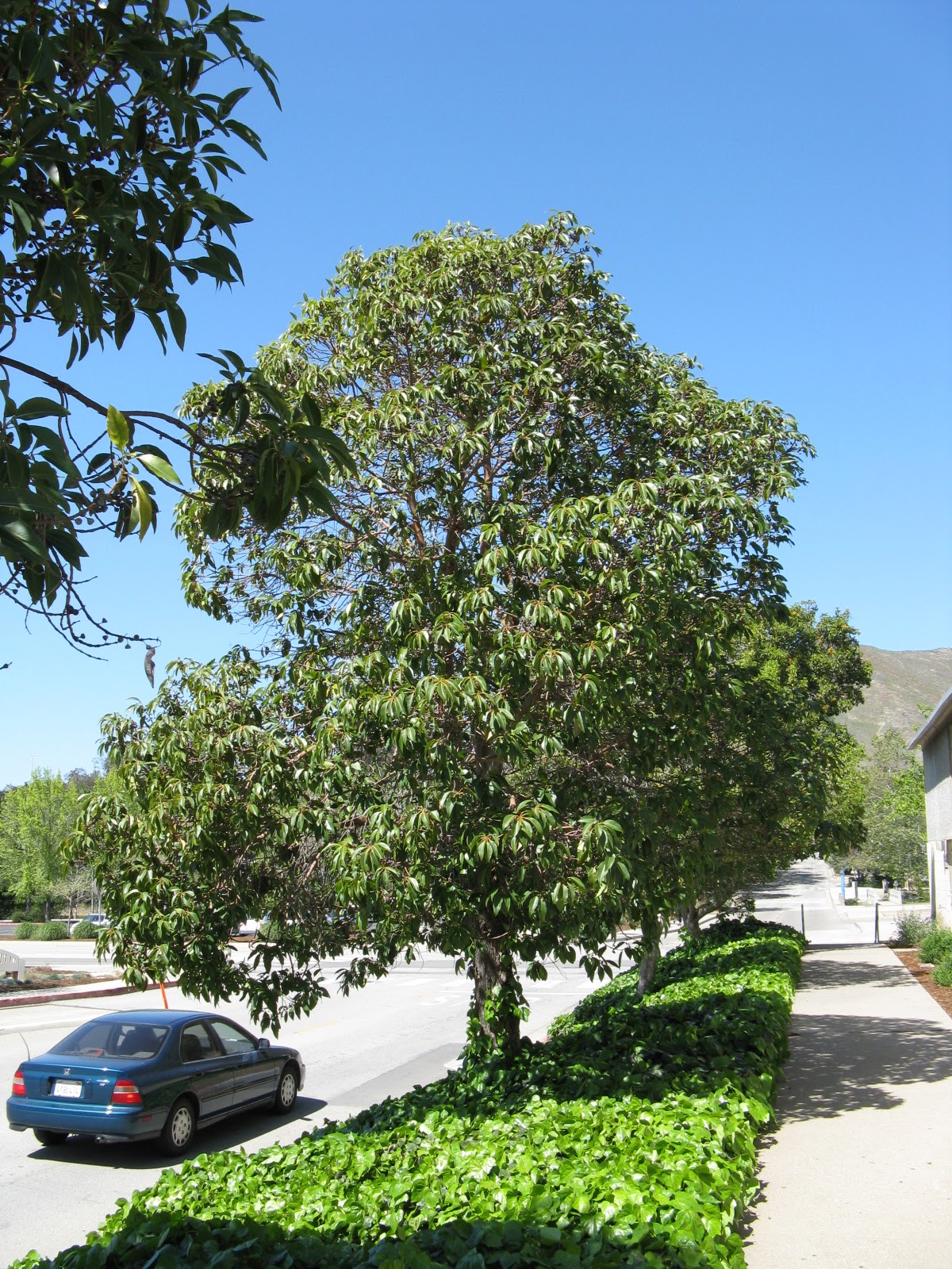 Trees of Santa Cruz County Lophostemon confertus Brisbane Box