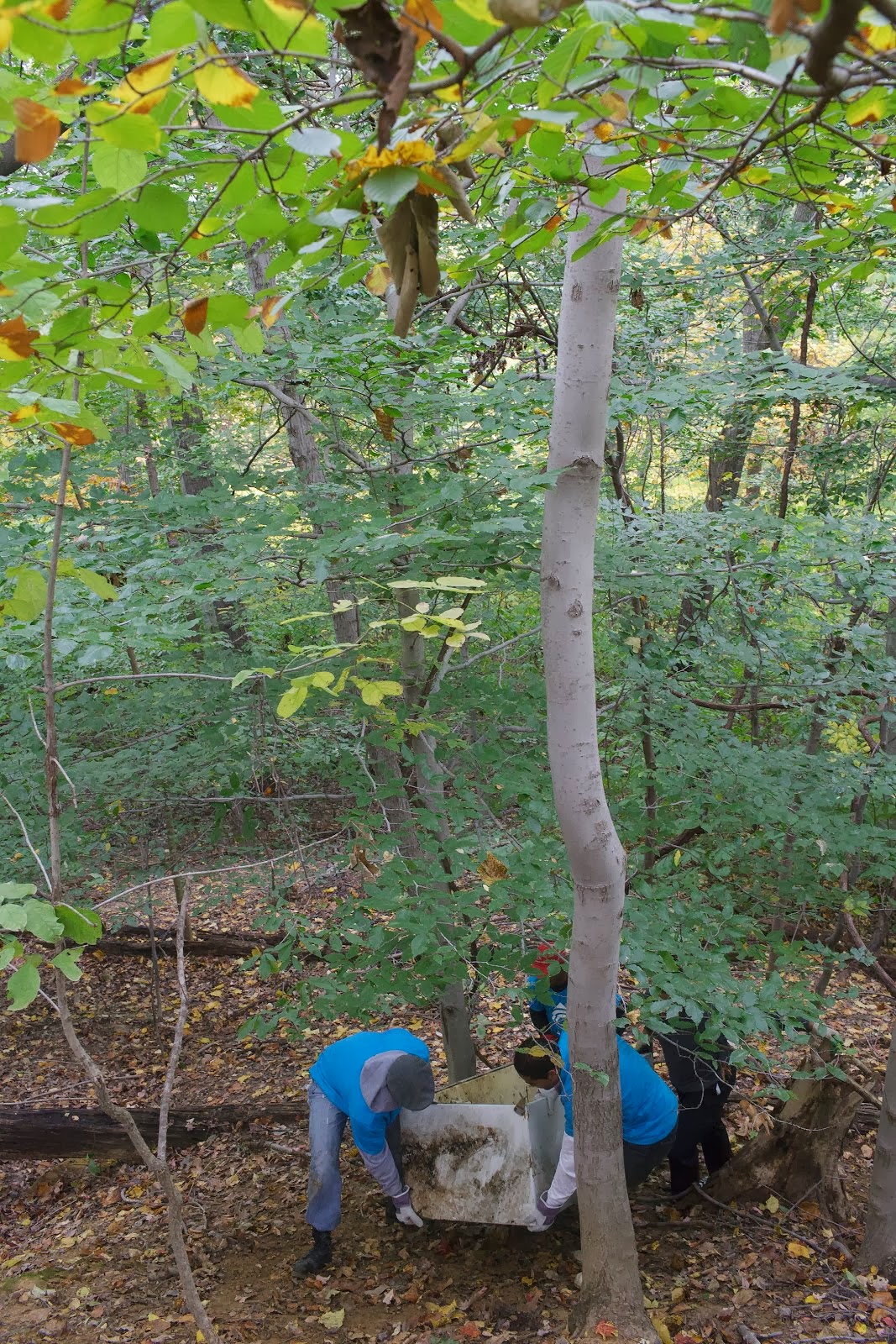 Beech trees in fall.