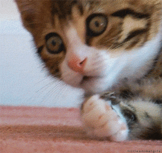 Emoticons - Animated Gifs - Collections :): Cute Animal Gifs II.
