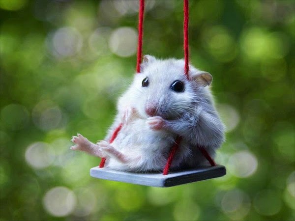 mouse on a swing